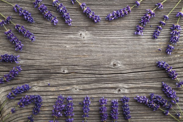Lavender flowers on a wooden background. Floral border or frame with lavender