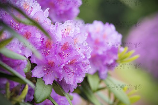 Blooming pink rhododendron flowers after rain