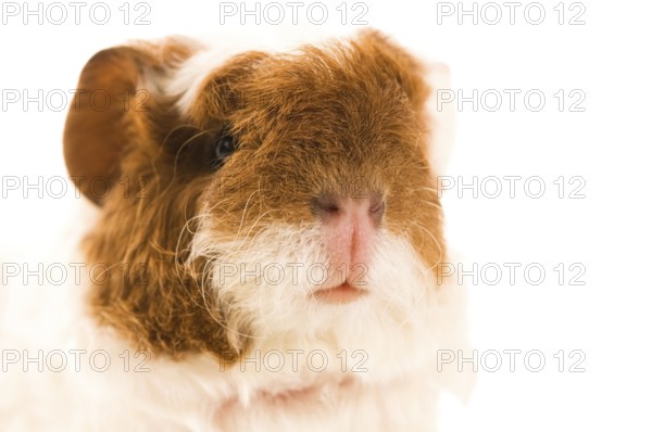 Baby guinea pig