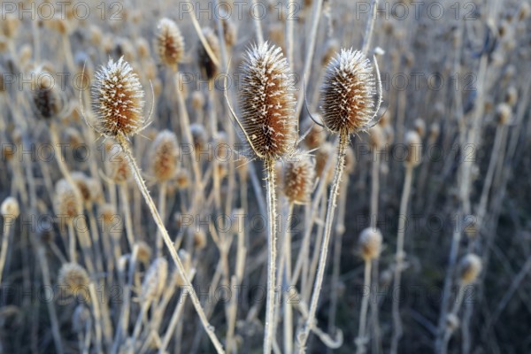 Frosty thistles in early morning sunshine in Bavaria. Coburg, Germany, Europe