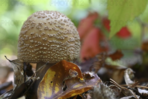 Pearl mushroom (Amanita rubescens), Lower Franconia, Bavaria, Germany, edible mushroom, Europe