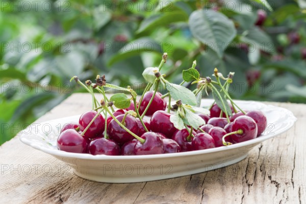 Cherry