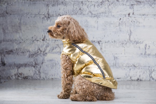 Small funny dog of brown colour with curly hair of toy poodle breed posing in clothes for dogs. Subject accessories and fashionable outfits for pets. Stylish overalls, suit for cold weather for animal