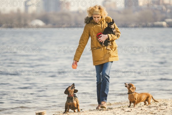 Woman plays with dogs. Pets and dogs training and educating dogs. Companion pets concept. dog lover.Caucasian lady with three dogs breed dachshund and hands toy terrier