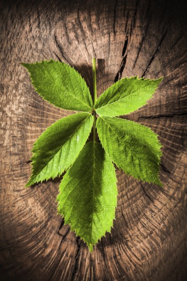 Green leaf on vintage grunge wooden background