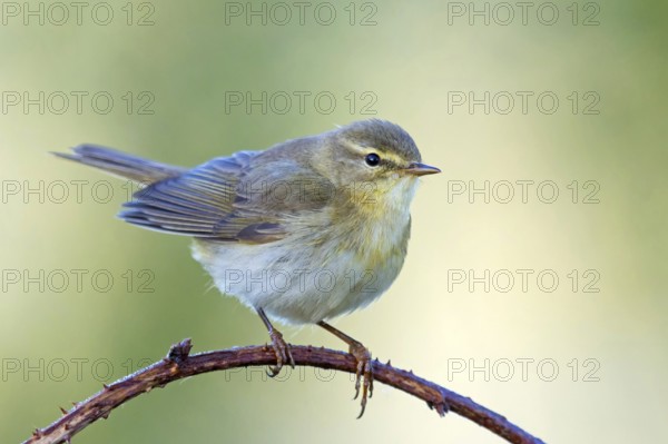 Willow Warbler, (Phylloscopus trochilus), Erpolzheim, Erpolzheim, Rhineland-Palatinate, Germany, Europe