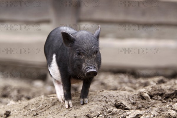 Mini pig, small pig breed, Lower Saxony, Federal Republic of Germany