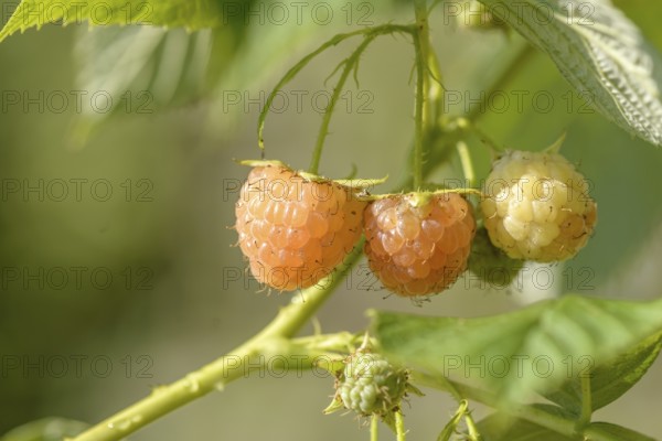Yellow raspberry (Rubus idaeus 'Poranna Rosa'), district orchard, Coburg, Bavaria, Germany, Europe