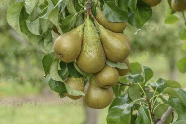 Pear (Pyrus communis 'Conference'), Bundessortenamt Prüfstelle Wurzen, Wurzen, Saxony, Germany, Europe