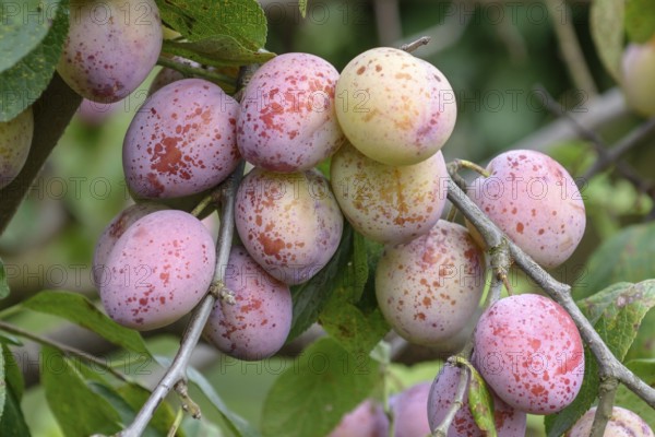Plum (Prunus domestica 'Königin Viktoria'), Bundessortenamt, Marquardt testing centre, Marquardt, Brandenburg, Germany, Europe