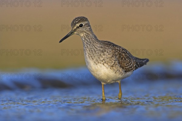 Wood sandpiper (Tringa glareola), Chevalier sylvain, Andarríos Bastardo, Raysut, Salalah, Sohar, Oman, Asia