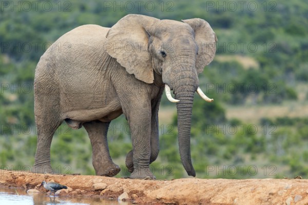 African elephant, (Loxodonta african), Addo Elephant National Park, Addo Camp, Western Cape, South Africa, Africa