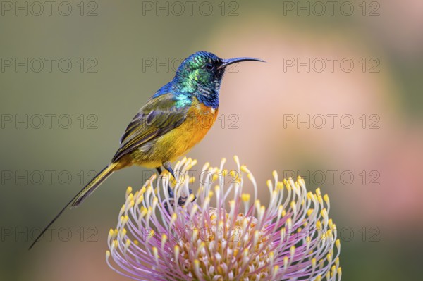 Orange-breasted sunbird (Anthobaphes violacea), Nectarinia violacea, Orange-breasted Sunbird, Souimanga orangé, Suimanga pechinaranja, Harold Porter National Botanical, Betty's Bay, Western Cape, South Africa, Africa
