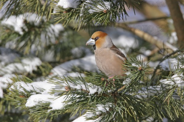 A hawfinch (Coccothraustes coccothraustes), Battenberg, Tiszaalp-r, Kiskuns-gi National Park, B-cs-Kiskun, Hungary, Europe