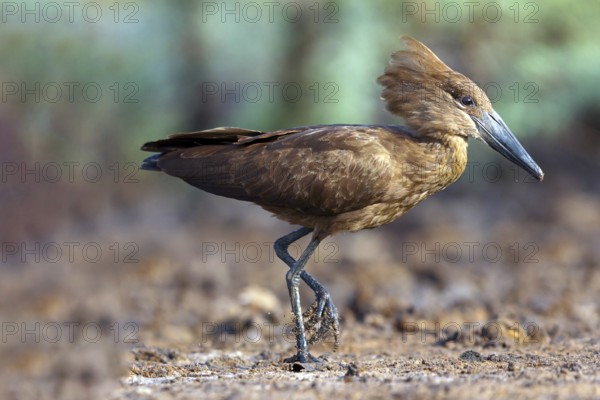 Hammerhead, Hammerhead, Hamerkop, (Scopus umbretta), Ombrette africaine, Avemartillo, Shadebird, Waterbird, Marakissa River Camp / Canoe tri, Marakissa, South Bank, Gambia, Africa