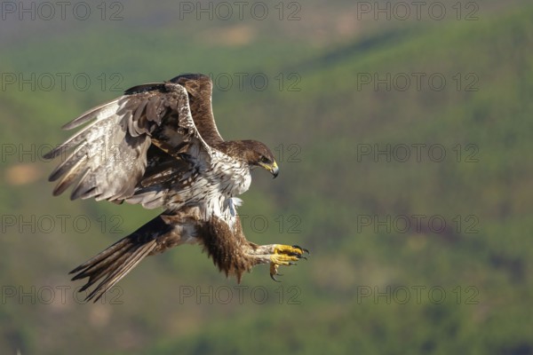 Bonelli's eagle (Hieraaetus fasciatus), Aigle de Bonelli, Águila-azor Perdicera, Tawi Atayr, Salalah, Dhofar, Oman, Asia