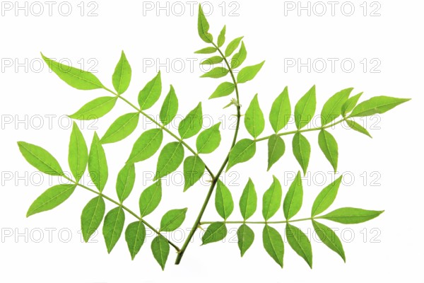 Leaves of Szechuan pepper (Zanthoxylum piperitum) isolated against a white background Leaves of Szechuan pepper (Zanthoxylum piperitum) isolated against a white background