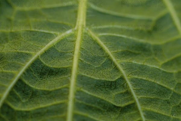 Closeup of leaf of Sesame plant (Sesamum indicum) with view of stem with smaller veins branching out