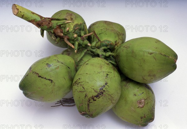 The coconut palm, or Cocos nucifera, is valued not just for its beauty, but also as a lucrative cash crop. Cultivated throughout the South Seas and Indian Ocean regions, it provides food, drink, shelter, transport, fuel, medicine, and even clothing for millions of people.<br/><br/> The coconut palm lives for around 60 years, and produces around 70-80 nuts annually. The trees are sometimes 40-50 meters (130-160 feet) high
