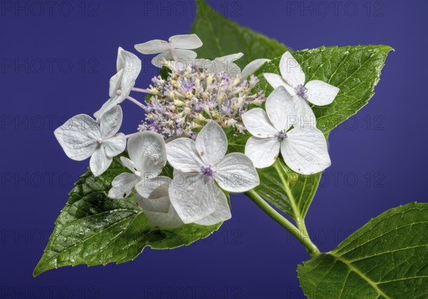 Beautiful Blooming White hydrangea lanarth white on a blue background. Flower head close-up, Odessa, Ukraine, Europe