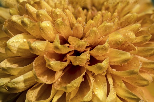 Close-up of a vibrant yellow golden chrysanthemum flower covered in fresh dew droplets against a brown background, Odessa, Ukraine, Europe