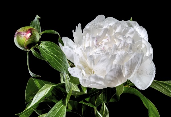 Beautiful Blooming white peony festiva maxima on a black background. Flower head close-up, Odessa, Ukraine, Europe