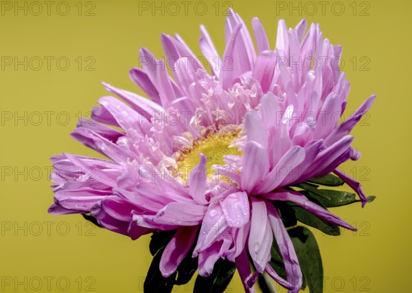 Beautiful blooming pink aster Lady Coral on a yellow background. Flower head close-up, Odessa, Ukraine, Europe
