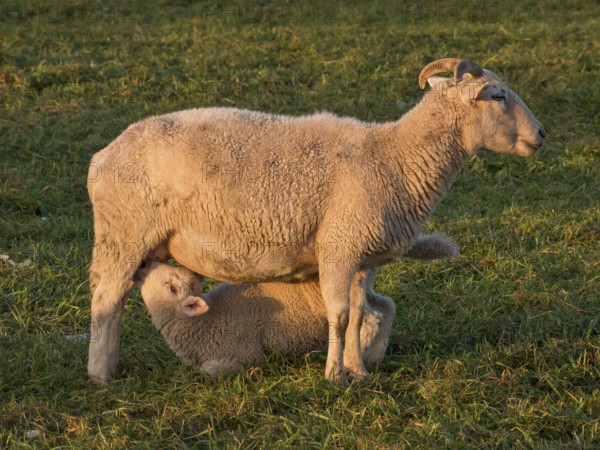 A mother sheep in a meadow nursing her little lamb, both seem content and relaxed, Borken, münsterland, Germany, Europe