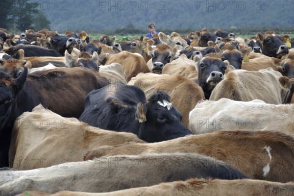 Musterer brings Jersey cows in from pasture to the milking shed, West Coast, New Zealand, Oceania