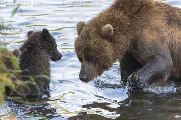 Kamchatka brown she-bear with cub fishing red salmon fish in river during fish spawning. Wild predators in natural habitat. Kamchatka Peninsula, Russian Far East, Eurasia