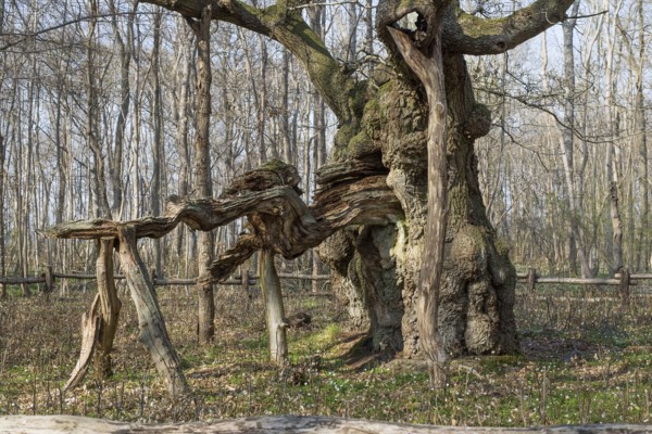 The kings oak tree, Kongeegen, a more then 1500 years old oak tree in Jægerspris Nordskov, Denmark in spring, Denmark, Europe