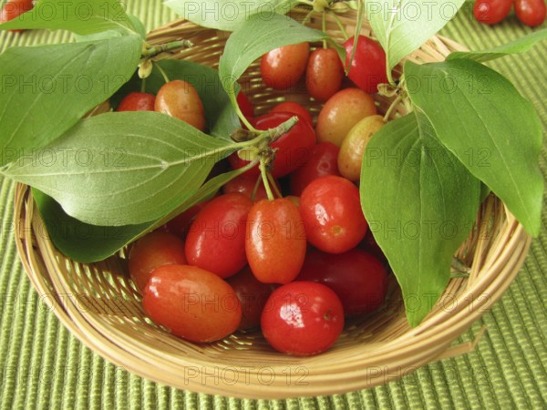 Cornelian cherries in a basket