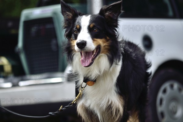 Dog on a lead next to transport box for dog by the car