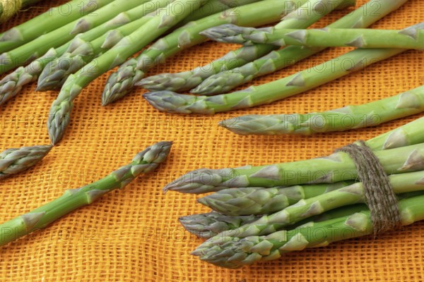 Fresh asparagus officinalis isolated on orange background. Raw garden asparagus stems