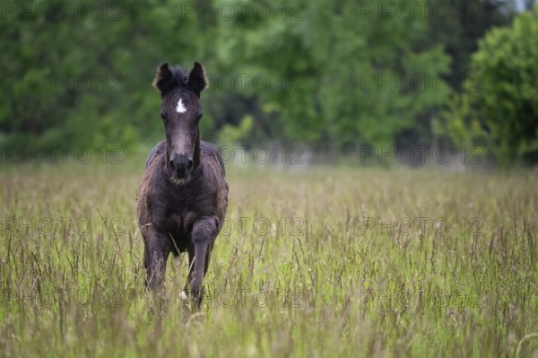 Running foal in spring meadow, black horse