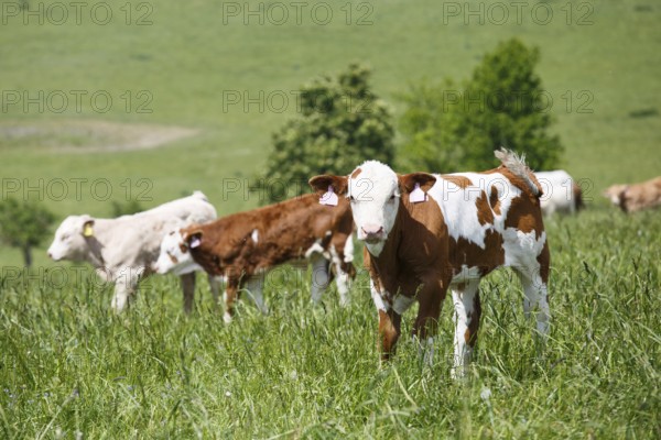 Cows and calves grazing on a spring meadow in sunny day