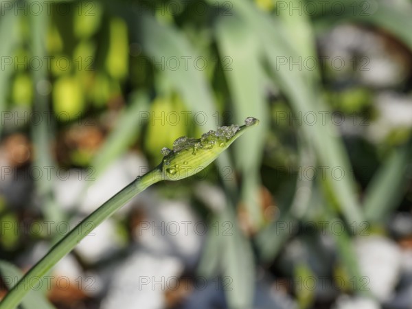 Macro photograph of a bud with snow crystals on a plant stem, weseke, borken, münsterland, germany