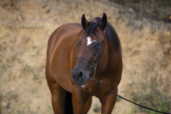 Quarter Horse gelding on halter in portrait, Austria, Europe