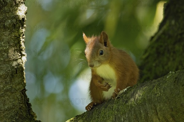 Squirrel sitting on tree trunk looking from the front