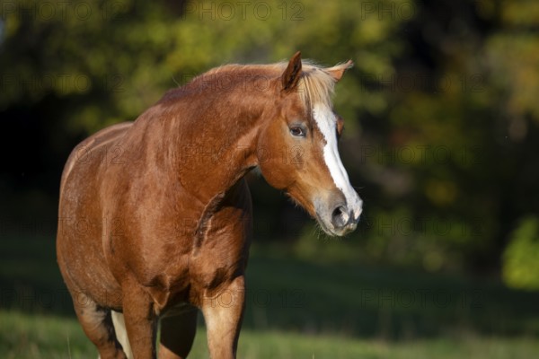 Portrait of Haflinger gelding in autumn on the pasture, Austria, Europe
