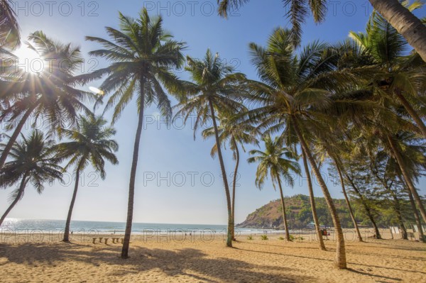 Idyllic Beach near Goakarna town, palms and Indian Ocean: sunbeams, cow and sand, people at far distance near water