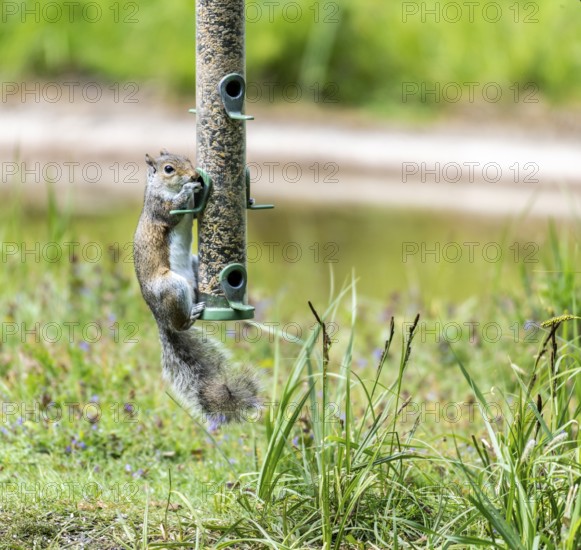 Grey Squirrel on Birdfeeder