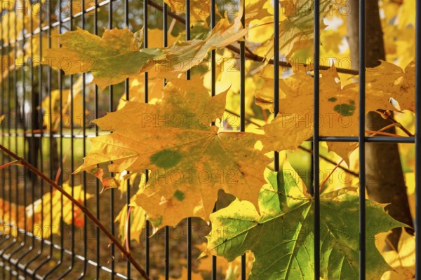 Maple trees near wire fence in autumn city park