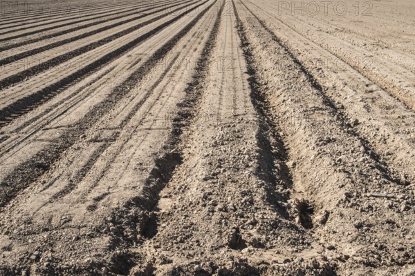 Plowed land. Sunny day