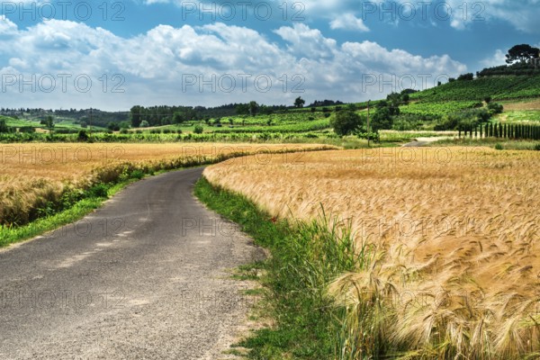 Getreide und Landwirtschaft in der Toskana