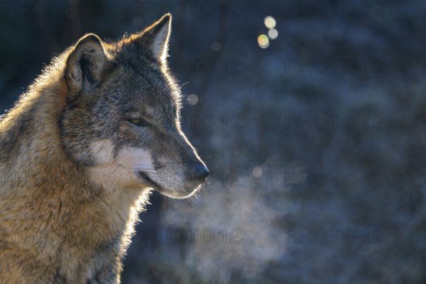 A wolf (Canis lupus) standing in the cold with visibly breathing vapour, Captive, Germany, Europe