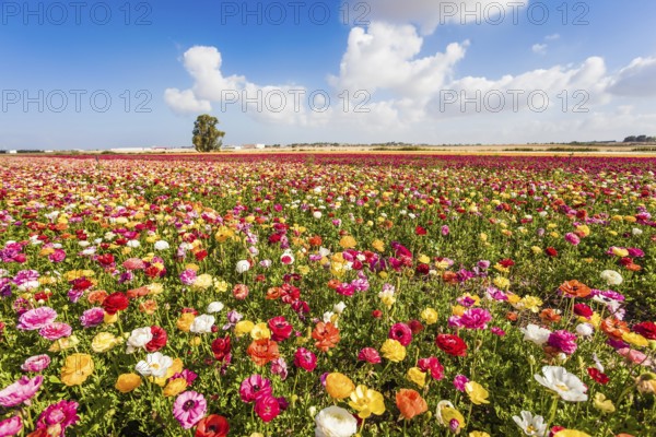 Spring flowering. Kibbutz fields of flowering garden buttercups / ranunculus/. Cumulus clouds fly over the fields. Concept of ecological and rural tourism