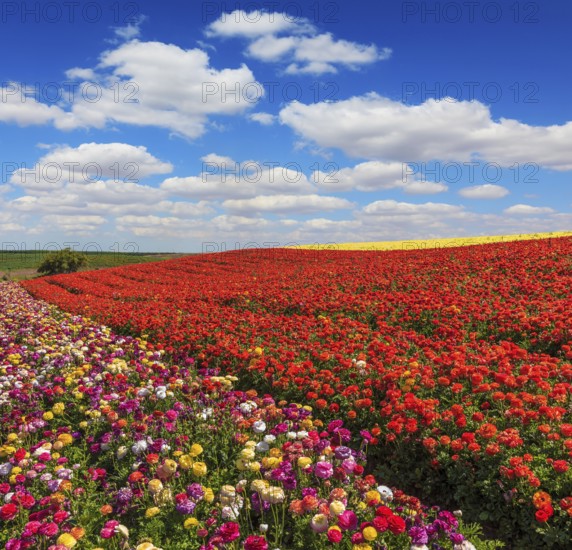 Bright festive red blooming field of buttercups. Warm spring day