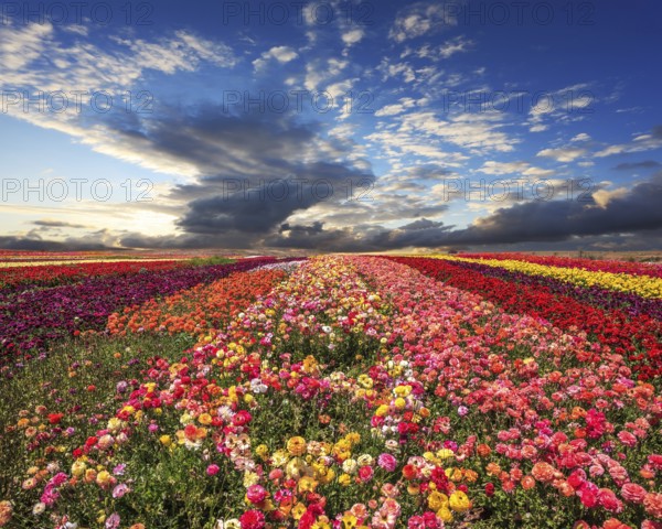 Spring cloud illuminated by the sunset. Buttercups blooming garden. Farmers field with flowers grown for export sales