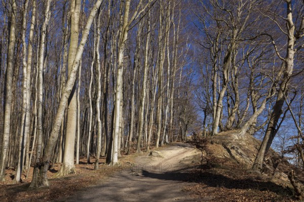 Rügen, Sassnitz, Mecklenburg-Western Pomerania, Jasmund National Park, Chalk Coast, Beech Forest, Germany, 19 March 2025 < english> Rügen, Mecklenburg-Western Pomerania, Jasmund National Park, Chalk Coast, March 19, 2025, Europe